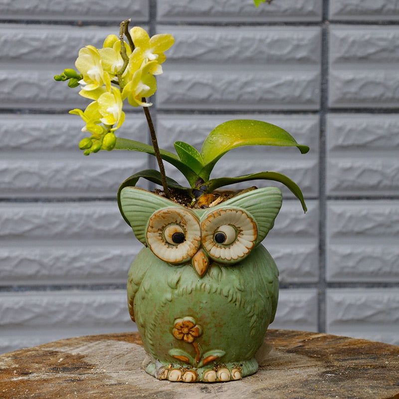 OwlNest – Charmerende sukkulentplanter til Dekoration med moderne design